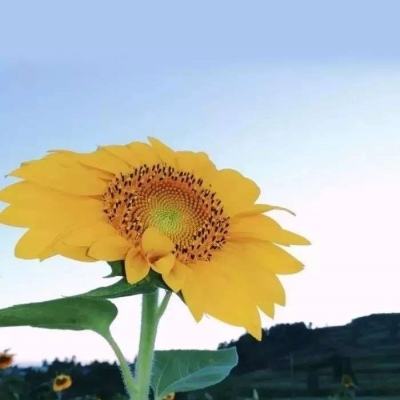 财通多策略升级混合(LOF)C净值上涨4.58%