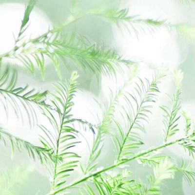 真龙霸业